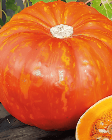 Pumpa Rouge Vif D'etampes frön (Cucurbita maxima) – ettårig grönsak