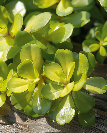 Gula portlakfrön (Portulaca oleracea) – ettårigt grönsaksväxt