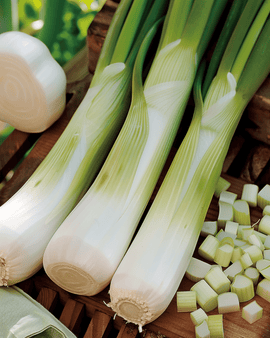 Purjolöksfrön Zwitserse Reuzen Allium Porrum Ettårig Sort