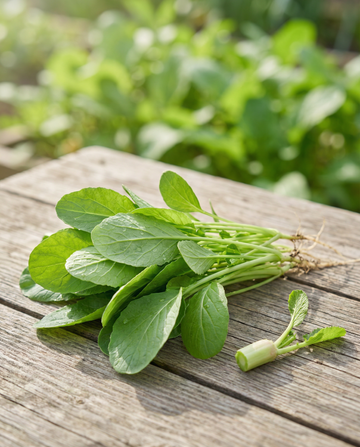 Rovblad (Brassica rapa) – ettåriga grönsaksfrön från SeedsChoice