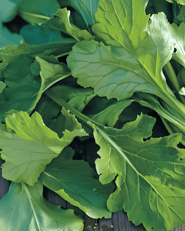Namenia grönsaksfrön (Brassica rapa) – ettårig grönsak