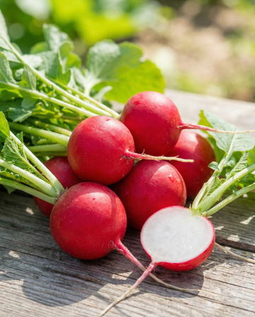 Rädisfrön Saxa 2 (Raphanus sativus) – ettåriga grönsaksfrön från SeedsChoice