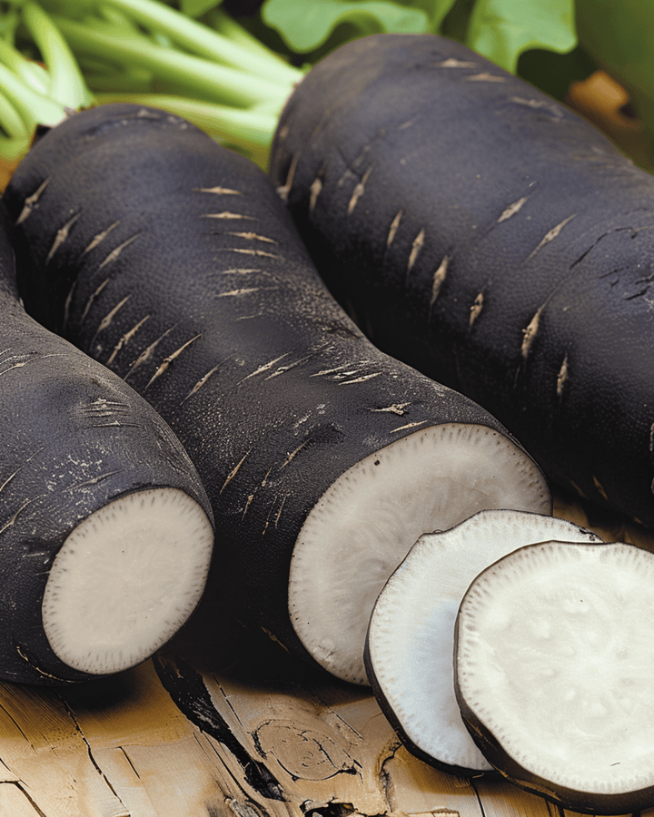 Vinterrädisa Noir Long Poids Dhorloge frön (Raphanus sativus) – ettårig grönsak