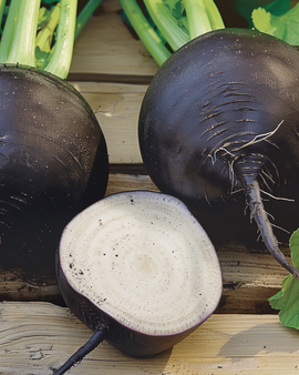 Spanish Black Round Winter Radish Seeds Raphanus Sativus Annual