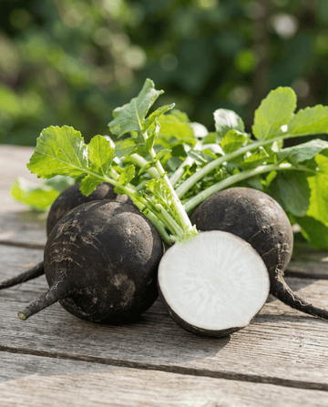 Svart rund vinterpärlrättika (Raphanus sativus) – ettåriga grönsaksfrön från SeedsChoice