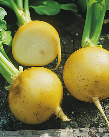 Trädgårdsrova Goldana frön (Brassica rapa) – ettårig grönsak