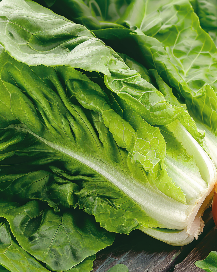 Cos-sallad Blanke Zelfsluitende frön (Lactuca sativa) – ettårig grönsak