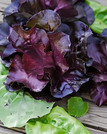 Cos-sallad Moonred frön (Lactuca sativa) – ettårig grönsak