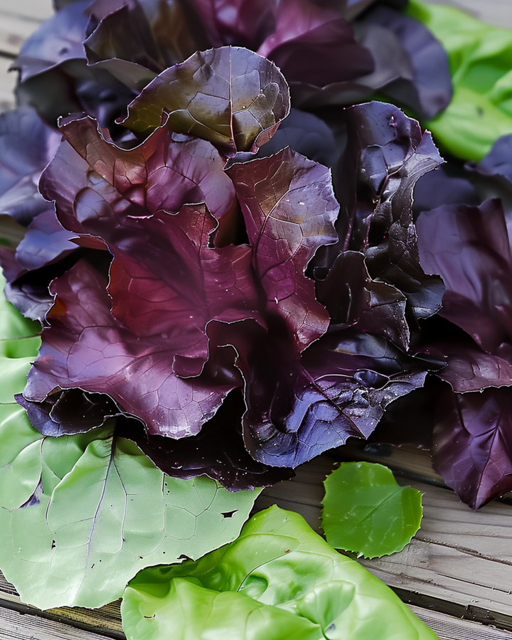 Cos-sallad Moonred frön (Lactuca sativa) – ettårig grönsak