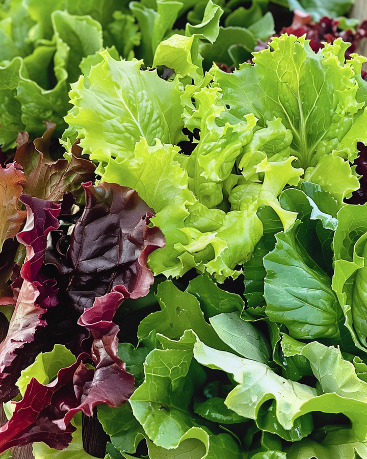 Sallads­blandning mesclun sallat­frön (Lactuca sativa) – ettårig grönsak