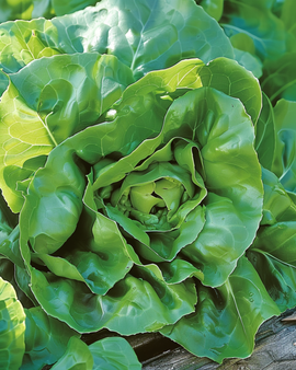 Salladsfrön Milan Lactuca sativa ettårig sort