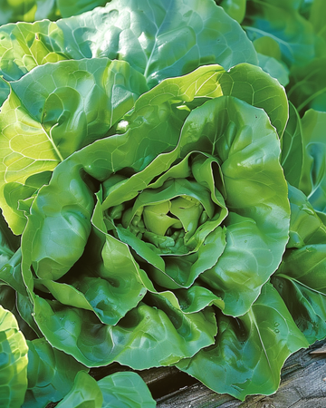 Salladsfrön Milan (Lactuca sativa) – ettårig grönsak