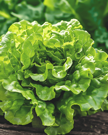Sallat Zwart Duits smörhuvud frön (Lactuca sativa) – ettårig grönsak