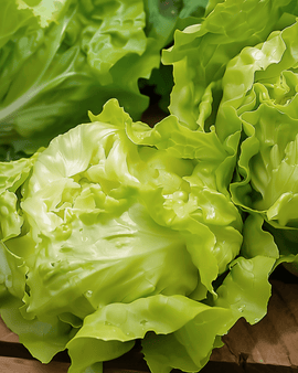 Smörbladsallat frön Lactuca sativa ettårig Grosse Blonde Paresseuse äldre sort
