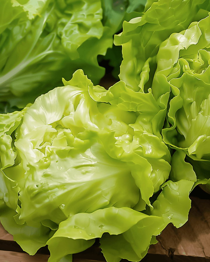 Smörbladsallat Grosse Blonde Paresseuse äldre sort frön (Lactuca sativa) – ettårig grönsak