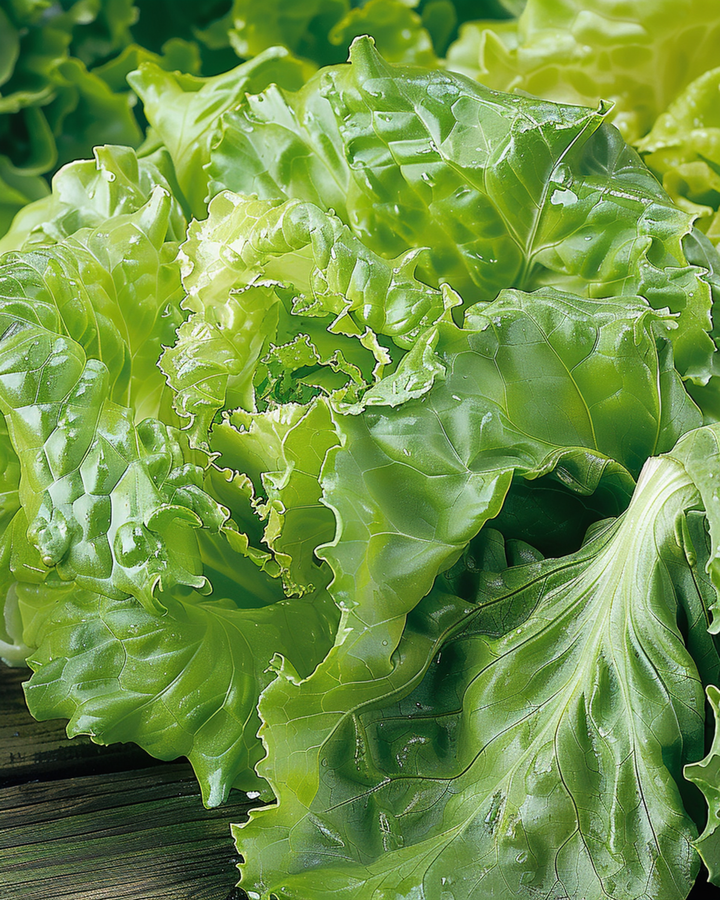 Sallat Batavia Blonde De Paris frön (Lactuca sativa) – ettårig grönsak