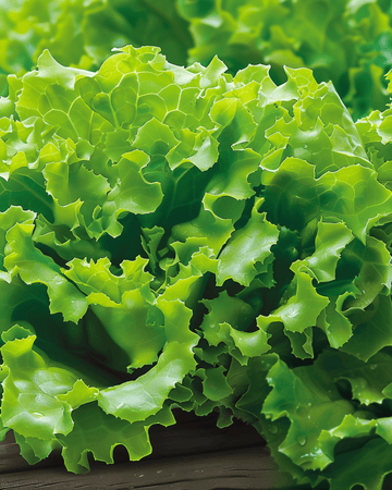 Salanova Sallat Vicinity-frön (Lactuca sativa) – ettårig grönsak