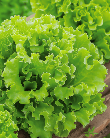 Sallat Lollo Bionda frön (Lactuca sativa) – ettårig grönsak