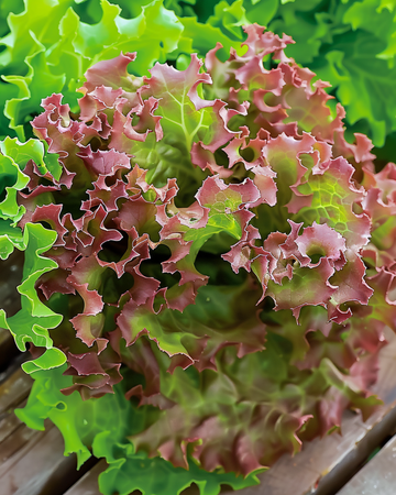 Lollo Rossa-sallatsfrön med röda blad (Lactuca sativa) – ettårig grönsak