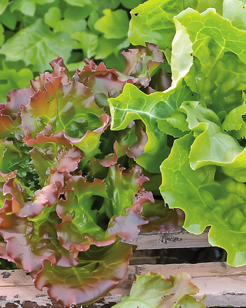 Bladlattuce Amerikaanse Roodrand frön (Lactuca sativa) – ettårig grönsak