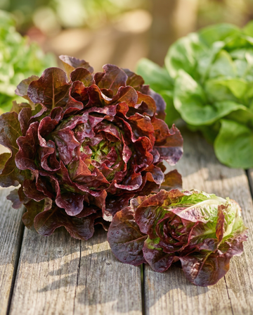 Red Salad Bowl bladlättuga (Lactuca sativa) – ettåriga grönsaksfrön från SeedsChoice