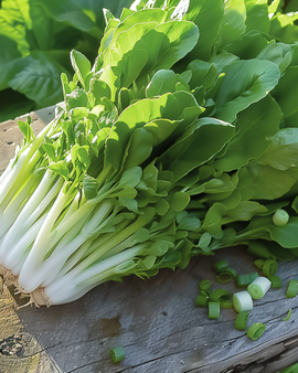 Plocksallat frön Witte Dunsel Lactuca Sativa ettårig salladsblad