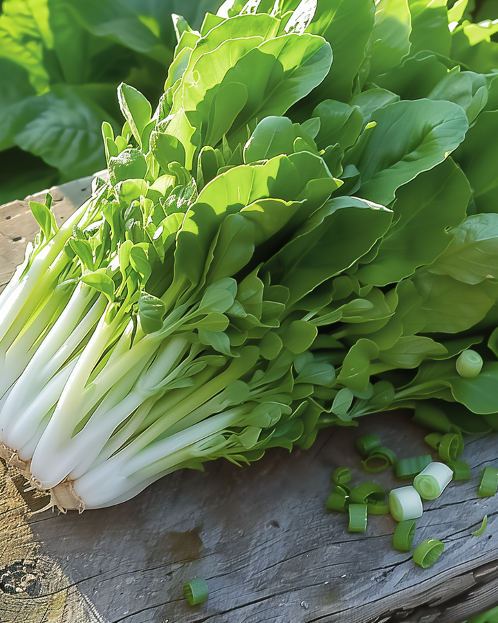 Plockssallat Witte Dunsel salladsblad frön (Lactuca sativa) – ettårig grönsak