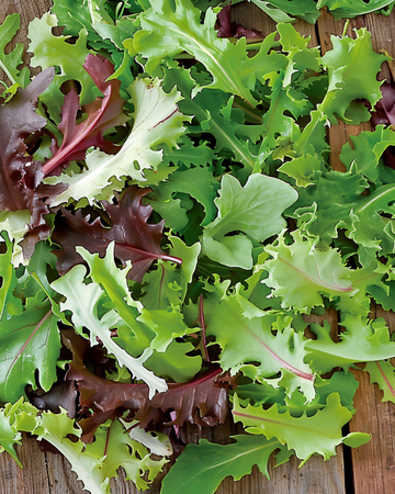 Mixed French Salad-frön (Lactuca sativa) – ettårigt mix