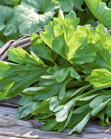 Frön av vårsallat Grote Noordhollandse (Valerianella locusta) – ettårig grönsak