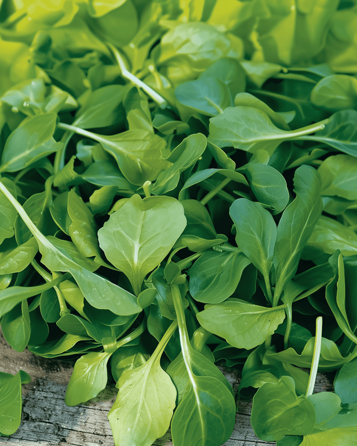 Fältsalladfrön Verte A Coeur Plein 2 (Valerianella locusta) – ettårig grönsak