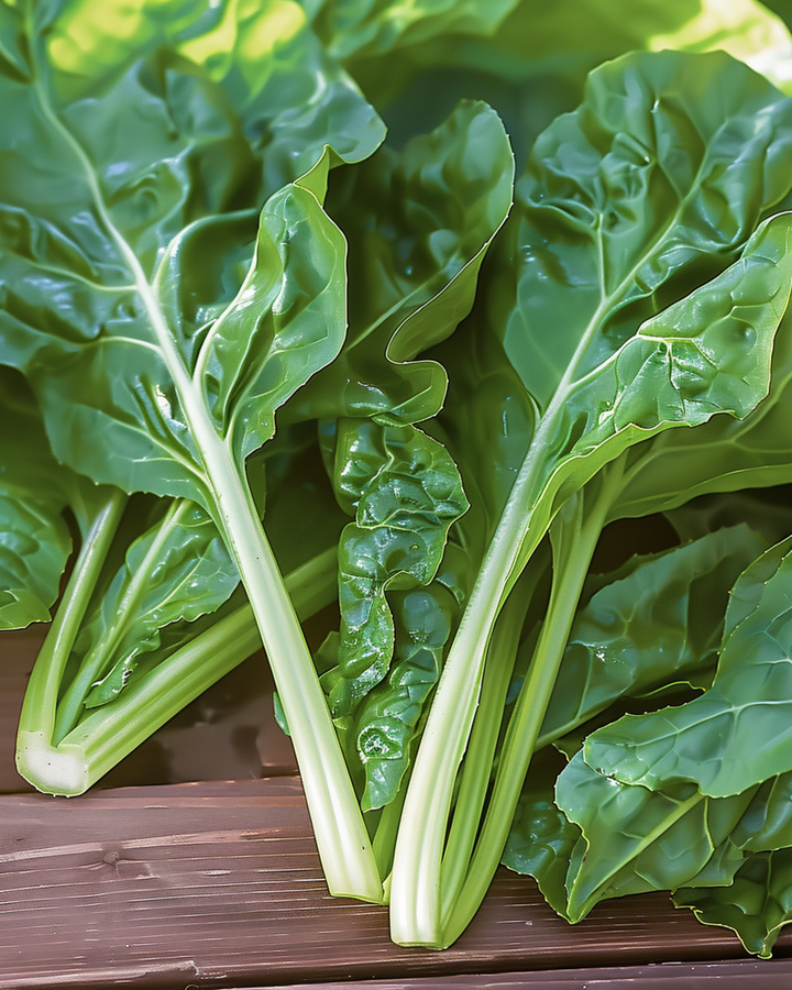 Mangoldfrön Common Green (Beta vulgaris) – ettårigt grönsaksfrö