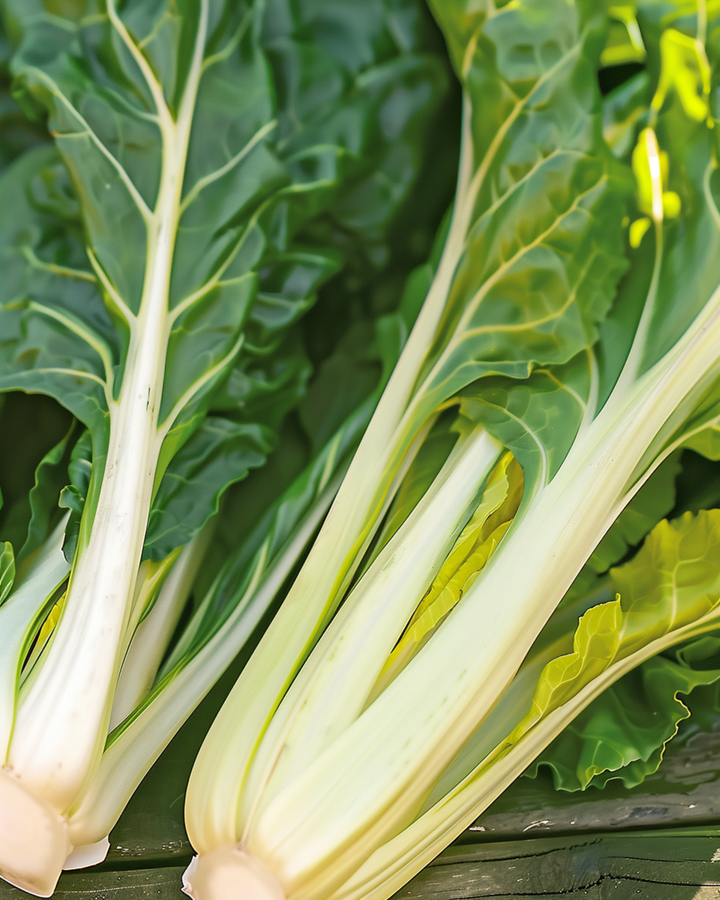 Mangoldfrön Blonde A Carde Blanche (Beta vulgaris) – ettårigt grönsaksfrö