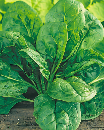 Spenat Amsterdams Reuzenblad 15g frön (Spinacia oleracea) – ettårig grönsak