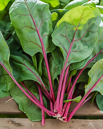 Spenatfrön Red Kitten F1 (Spinacia oleracea) – ettårigt odlingskit