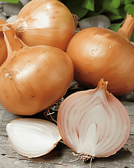 Schalottenlöksfrön Creation F1 Allium cepa Ettårig