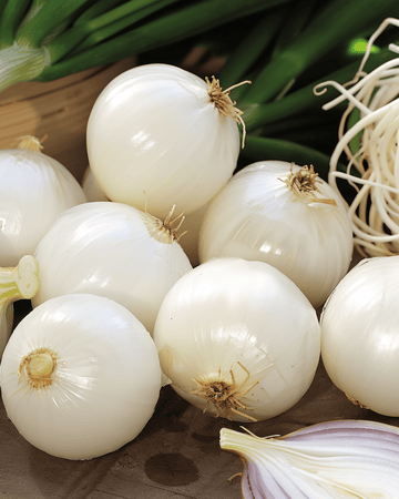 Frön till inläggningslök De Barletta (Allium cepa) – ettårig grönsak