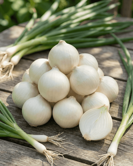 Inläggningslök De Barletta (Allium cepa) – frön till ettåriga grönsaker från SeedsChoice