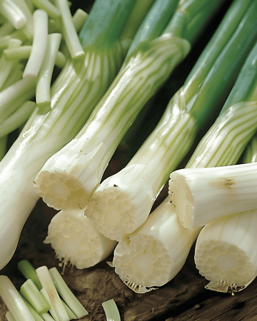Salladslök Long White Ishikura frön (Allium fistulosum) – ettårig grönsak