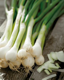 Knippelöksfrön White Lisbon Allium Cepa ettårig salladslök