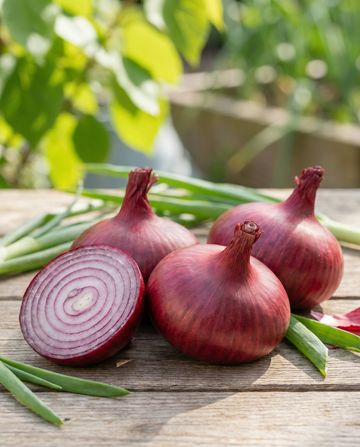Noordhollandse Bloedrode lök (Allium cepa) – ettåriga grönsaksfrön från SeedsChoice