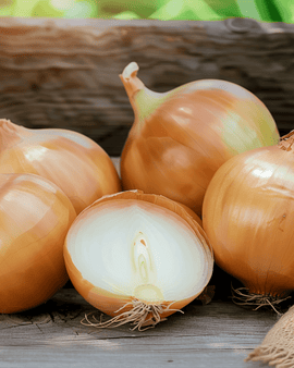 Lökfrön Rossa Lunga Di Firenze Allium cepa ettårig florentinsk typ