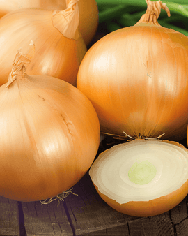 Lökfrön Rijnsburger 5 Allium cepa ettårig förvaringslök