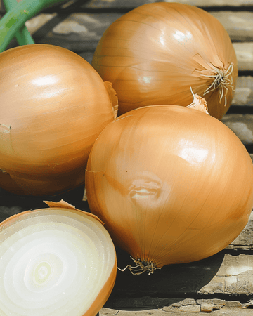 Lökfrön Hyskin F1 Hybrid (Allium cepa) – ettårig grönsak