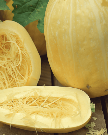 Spagettipumpafrön (Cucurbita pepo) – ettårig grönsak