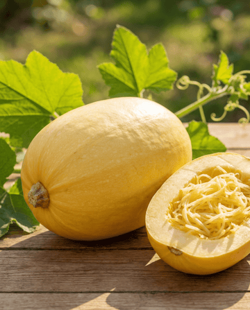 Spagettipumpa (Cucurbita pepo) – ettåriga grönsaksfrön från SeedsChoice