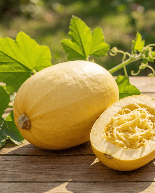 Spagettipumpa (Cucurbita pepo) – ettåriga grönsaksfrön från SeedsChoice