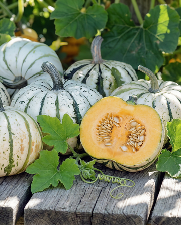 Sweet Dumpling vinterpumpa (Cucurbita pepo) – ettåriga grönsaksfrön från SeedsChoice
