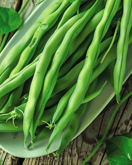Frön till dvärgbuskböna Domino, Phaseolus vulgaris, ettårig, 25g