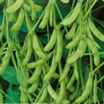 Edamame sojabönor grönt skal-frön (Glycine max) – ettårig grönsak