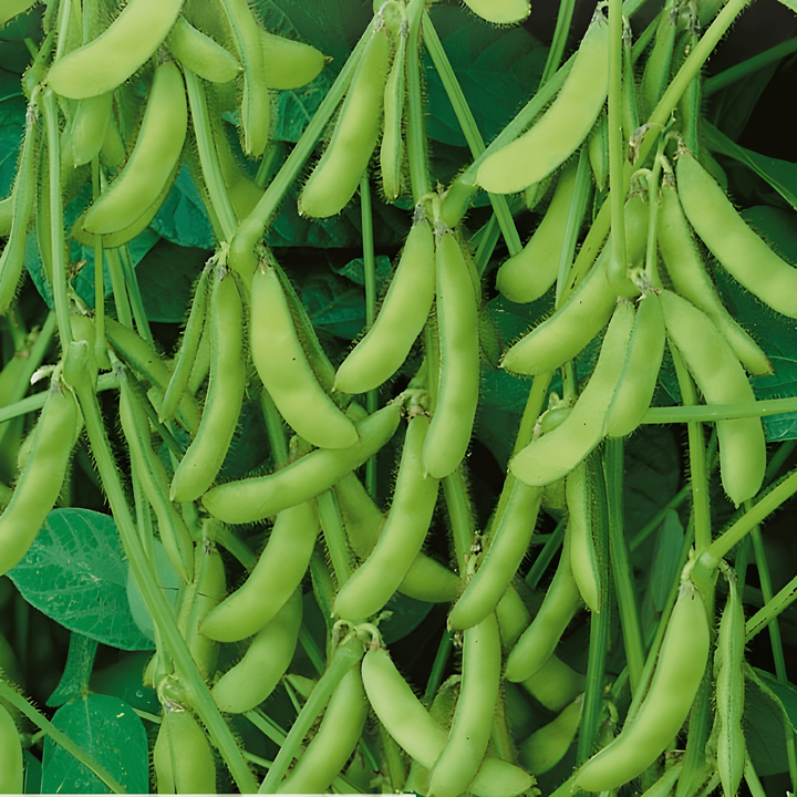 Edamame sojabönor grönt skal-frön (Glycine max) – ettårig grönsak